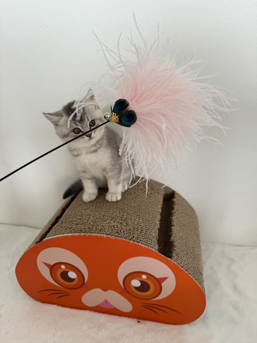 SpirePets katten krabmat - krabmeubel - katten krabplank - katten speelmeubilair SpirePets