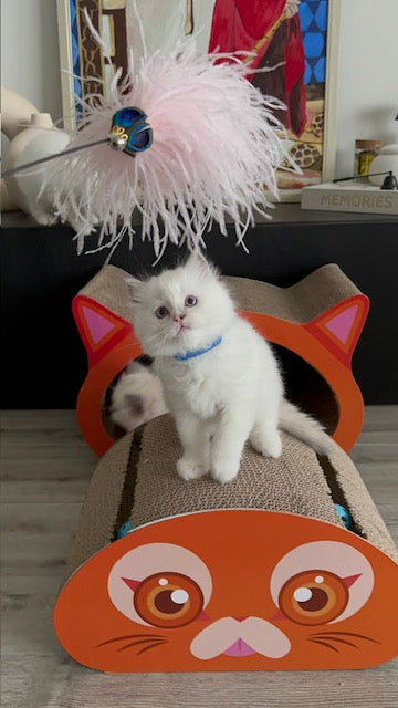 Kattenhengel met Roze struisvogel verenbos | katten hengel | Kattenspeeltje SpirePets